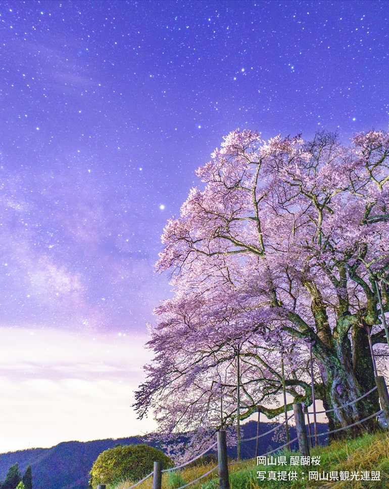 岡山県醍醐桜